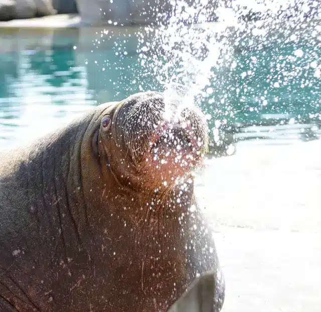 Walrus sproeit water foto d